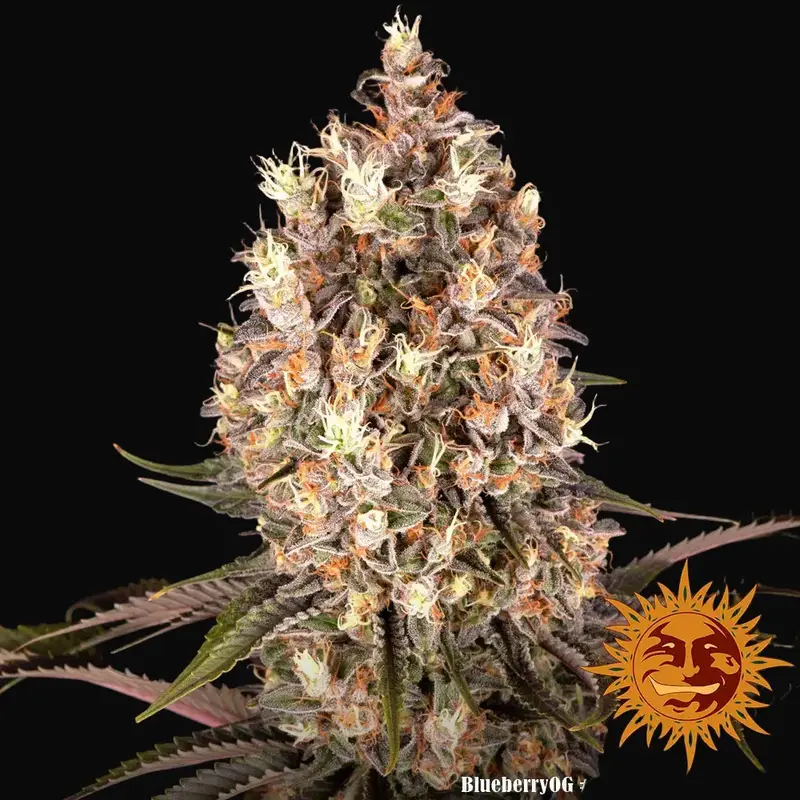 Blueberry OG — zdjęcie 2