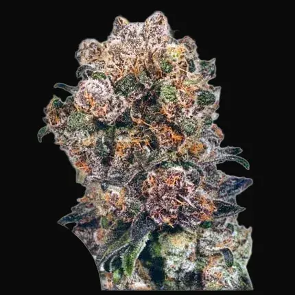 Blueberry Regular