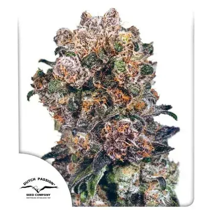 Blueberry Regular