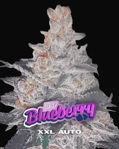 Blueberry XXL Auto
