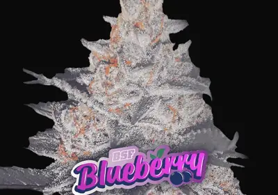 Blueberry XXL Auto