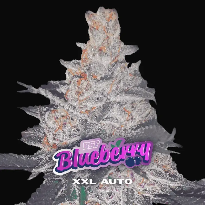 Blueberry XXL Auto