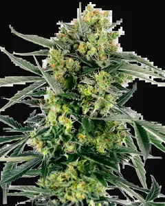Blueberry Zkittlez Automatic