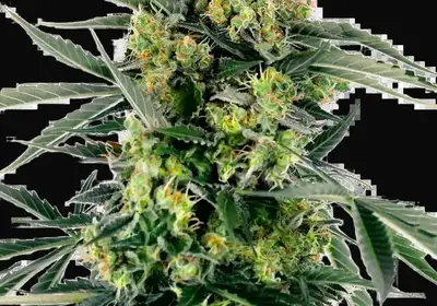 Blueberry Zkittlez Automatic