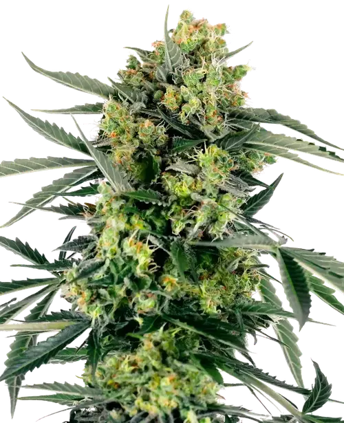 Blueberry Zkittlez Automatic