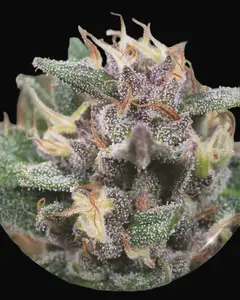 Bluehell Auto