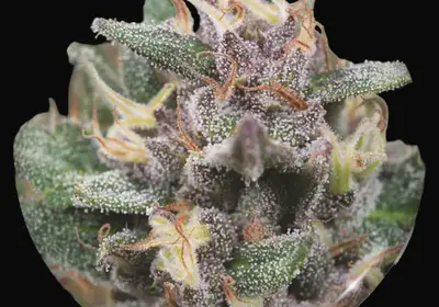 Bluehell Auto