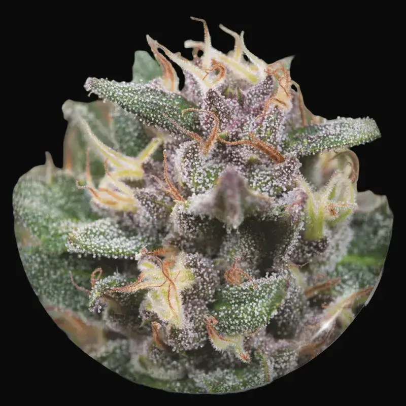 Bluehell Auto