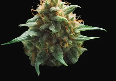 Bona Dea CBD