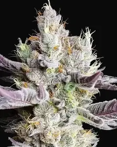 BooBerry Cookies RBX