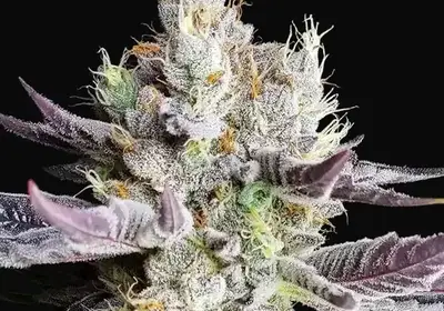 BooBerry Cookies RBX
