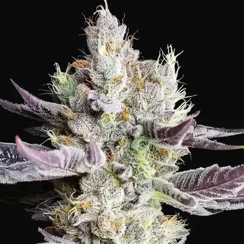 BooBerry Cookies RBX