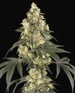Boujee Berriez Feminized
