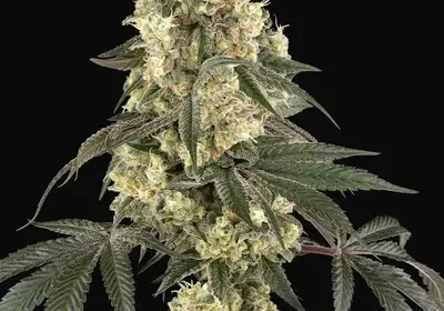 Boujee Berriez Feminized