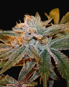 Boulder Bubblegum