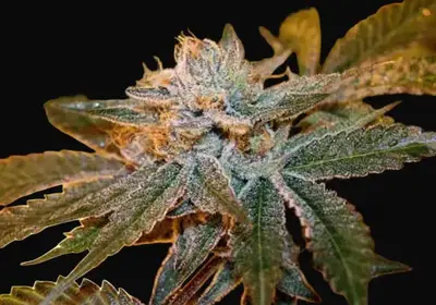 Boulder Bubblegum