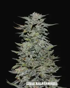 Boy Scout Cookies