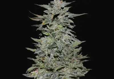 Boy Scout Cookies