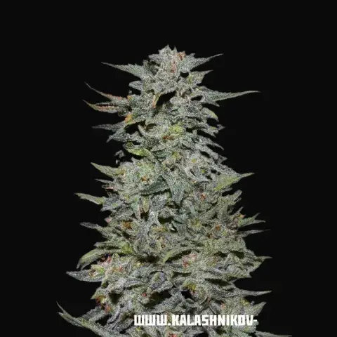 Boy Scout Cookies
