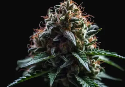 Brainkiller Haze