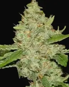 Brains Choice Regular