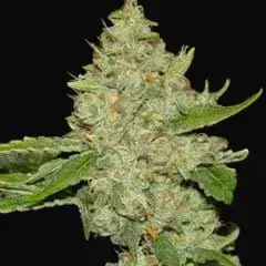 Brains Choice Regular