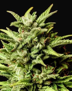 Break Up Cake Auto