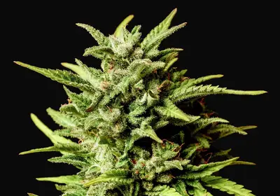 Break Up Cake Auto