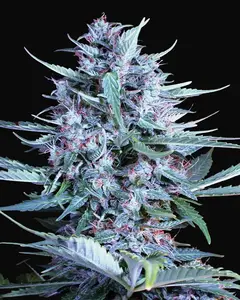 Bride Cake Auto