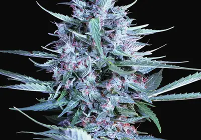 Bride Cake Auto