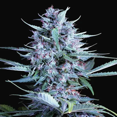 Bride Cake Auto