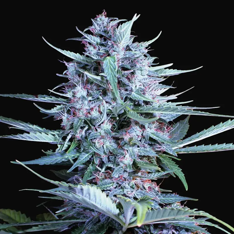 Bride Cake Auto