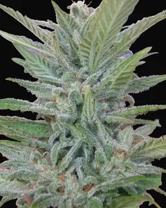Brooklyn Mango