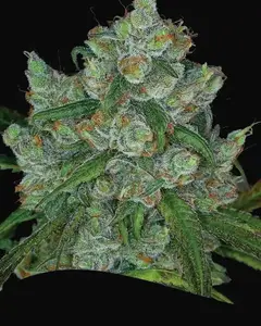 Bruce Banner 3