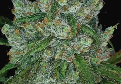 Bruce Banner 3