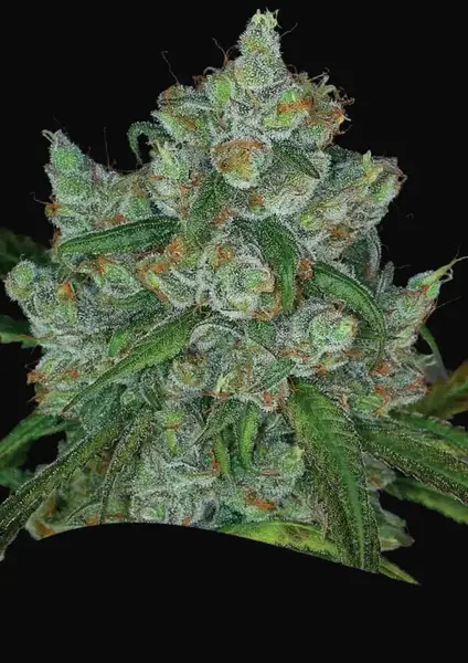 Bruce Banner 3