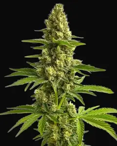 Bruce Banner #3