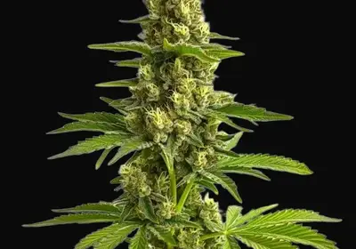 Bruce Banner #3