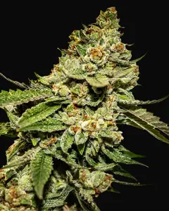 Bruce Banner 5