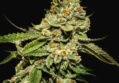 Bruce Banner 5