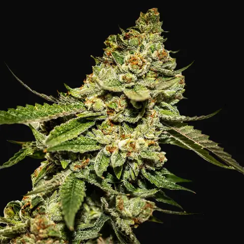 Bruce Banner 5