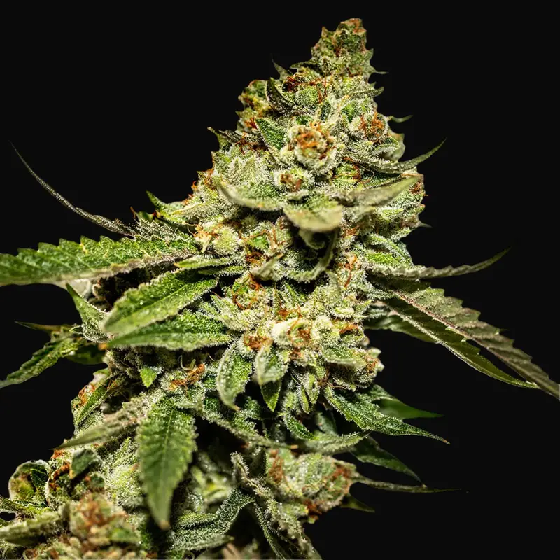 Bruce Banner 5