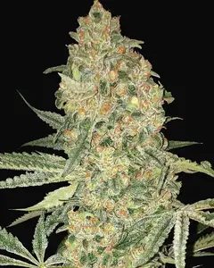 Bruce Banner