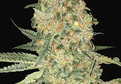 Bruce Banner