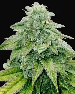 Bruce Banner Auto