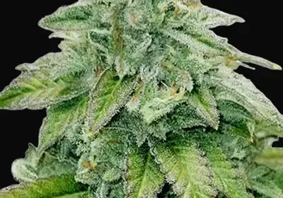 Bruce Banner Auto