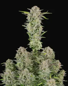 Bruce Banner Auto
