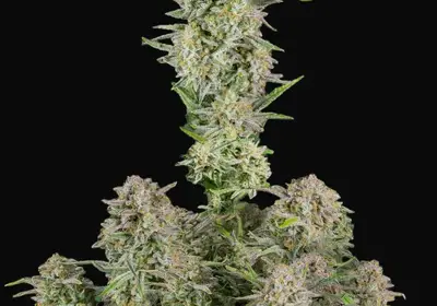 Bruce Banner Auto