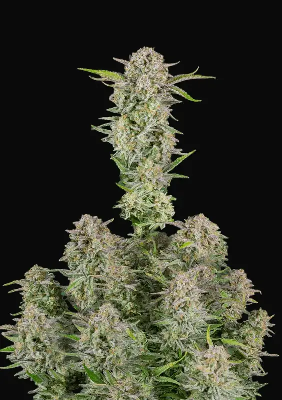 Bruce Banner Auto
