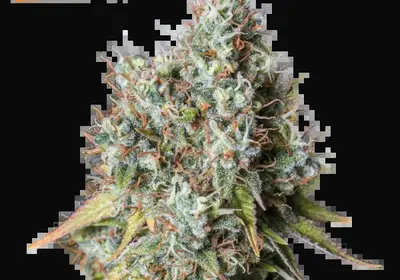 Bruce Banner Auto